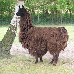 Handsome Alpaca at Wetlands WP 25/04/09