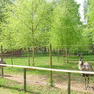 Emu paddock at Wetlands WP 25/04/09