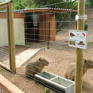 Capybara paddock at Wetlands WP 25/04/09