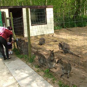 Wallaby feeding at Wetlands WP 25/04/09