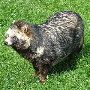 Raccoon Dog at Yorkshire WP 25/04/09
