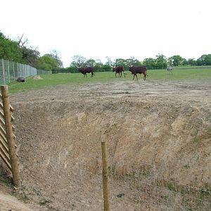 African Plains at Yorkshire WP 25/04/09