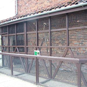 Guayaquil Squirrel enclosure at Yorkshire WP 25/04/09