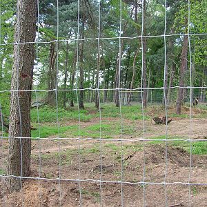 African Wild Dog enclosure at Yorkshire WP 25/04/09