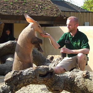 Aardvark feeding, Root Zone, Ambika Paul Children's Zoo, Animal Adventure
