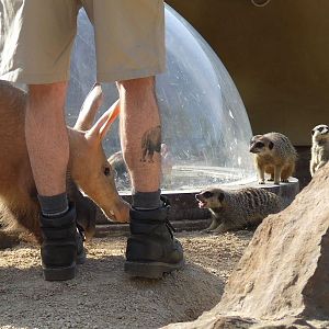 Fight for the mealworms