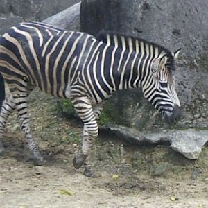 Grant's Zebra (Equus burchelli boehmi)