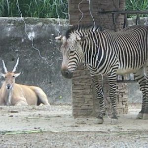Mountain zebra (Equus zebra) with eland