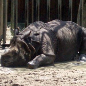 Indian Rhinoceros (Rhinoceros unicornis)