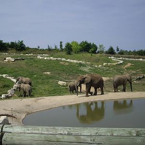 elephant
