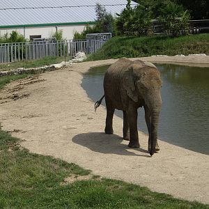 elephant