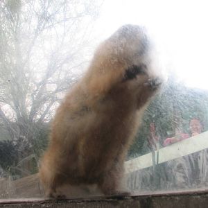 Attack of the Prairie Dog