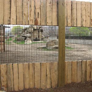 Striped Hyena Viewing