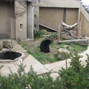 Asian Black Bear