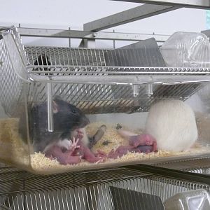 Rostock Zoo - July 2007