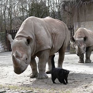 Mr Jinks and rhinos