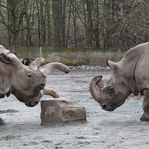 Northern white rhinos