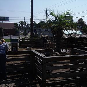 Petting Zoo