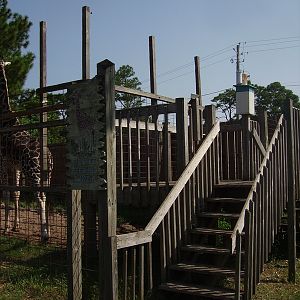 Giraffe Viewing/Feeding Deck - Petting Zoo