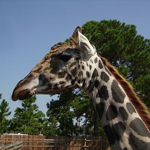 Sidney the Giraffe - Petting Zoo