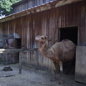 Dromedary - Petting Zoo