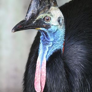 Cassowary