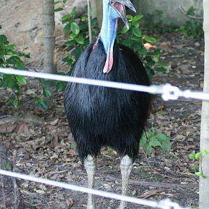 Cassowary