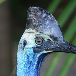 Cassowary