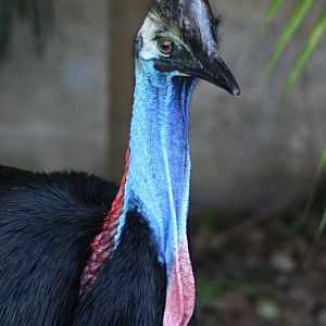 Cassowary