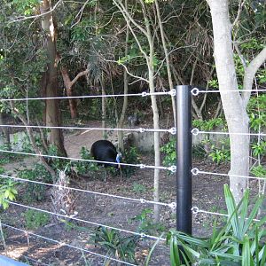 Cassowary in enclosure