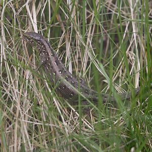 Sand Lizard