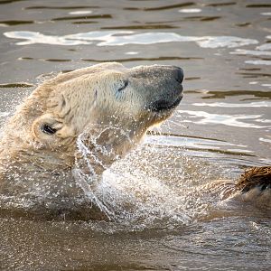 Polar bear : Yorkshire WP : 11 Nov 2017