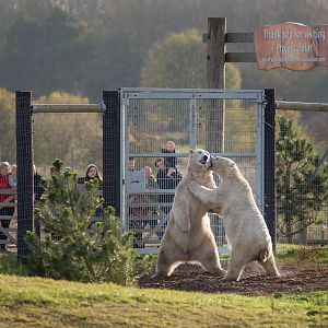 Polar bear (exhibit) : Yorkshire WP : 11 Nov 2017