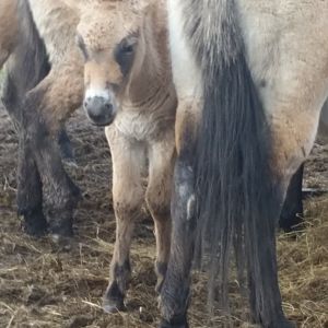 Prezwalski's Foal