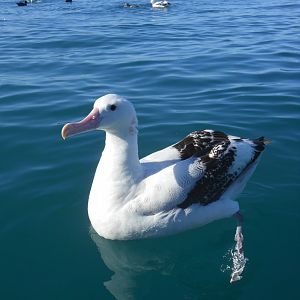 Gibson's albatross (Diomedea gibsoni)