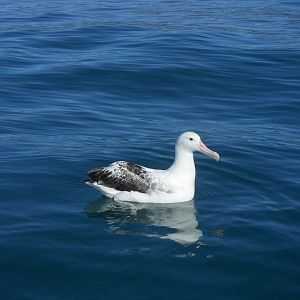 Southern Royal Albatross (Diomedea epomophora)