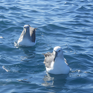 Salvin's Albatross (Thalassarche salvini) & White-capped Albatross (Thalassarche steadi)