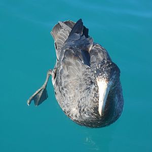 Northern Giant Petrel (Macronectes halli)