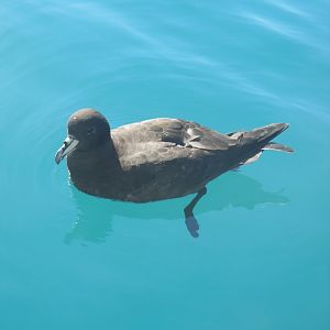 Westland Petrel (Procellaria westlandica)
