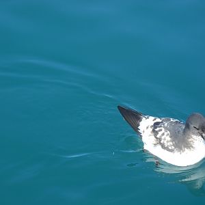 Cape Petrel (Daption capense)