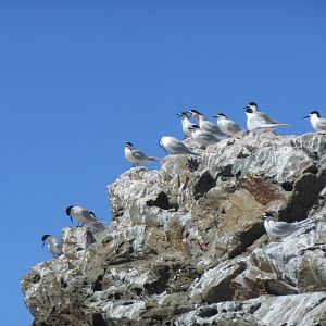 White-fronted Tern (Sterna striata)