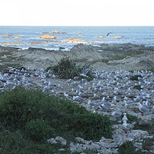 Red-billed Gulls (Chroicocephalus novaehollandiae scopulinus)
