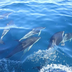 Dusky Dolphins (Lagenorhynchus obscurus)
