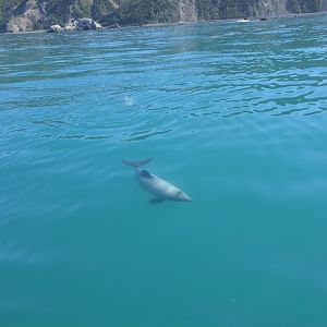Hector's Dolphin (Cephalorhynchus hectori)