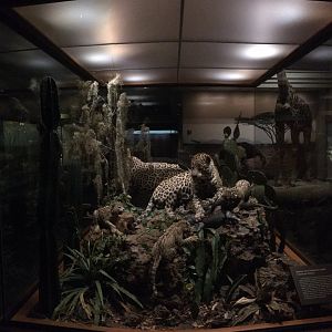 North American Hall Jaguars