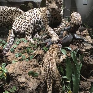 North American Hall Jaguars