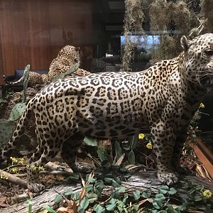 North American Hall Male Jaguar
