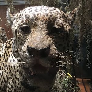 North American Hall Male Jaguar Closeup