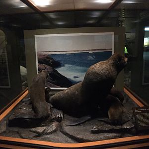North American Hall Northern Fur Seals