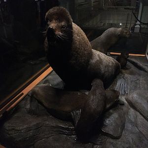 North American Hall Northern Fur Seal Bull